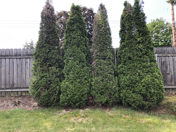 Arborvitae Removal, Landscaping, Shrub removal, Shurb removal tool, arborvitae removal tool