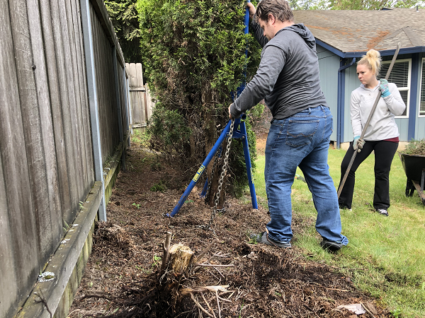 Arborvitae removal, Arborvitae Removal Tool