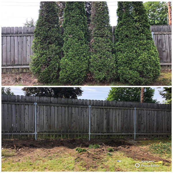 Arborvitae removal