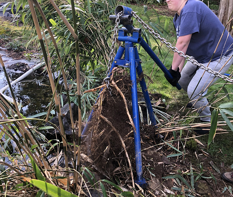 Bamboo removal, Bamboo Puller, NW Quik Pull