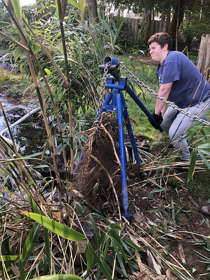 Bamboo Removal With The Nw Quik Pull